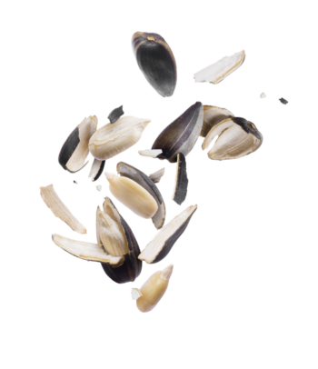shutterstock_1129637402